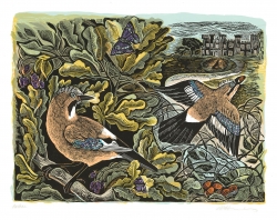 knepp Jay and Oak Tree Print by Angela Harding