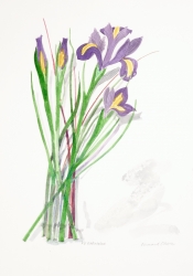 Iris Painting by Bernard Cheese