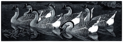Chinese Geese Print by Charles  F Tunnicliffe
