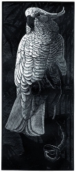 Cockatoo Print by Charles  F Tunnicliffe