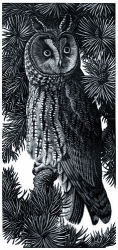 Long Eared Owl Print by Charles  F Tunnicliffe
