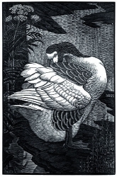 The Gander Print by Charles  F Tunnicliffe