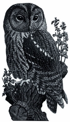 Wood Owl Print by Charles  F Tunnicliffe
