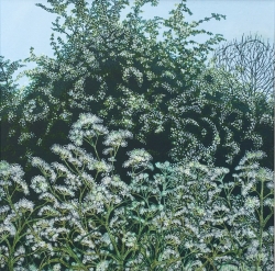 May Tree & Cow Parsley Painting by Chris Wenlock