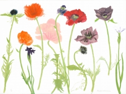 Oriental Poppies Print by Elizabeth Blackadder