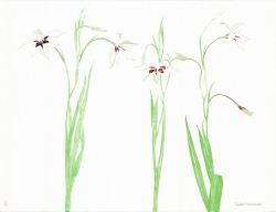 Gladioli Print by Elizabeth Blackadder
