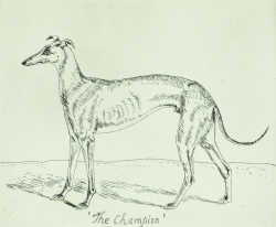 Champion Print by Elizabeth Blackadder