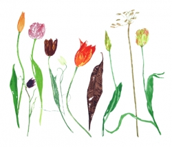 Tulips Print by Elizabeth Blackadder