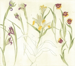 Iries Lilies Tulips Print by Elizabeth Blackadder