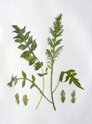 Wild Flower Print by Elizabeth Blackadder
