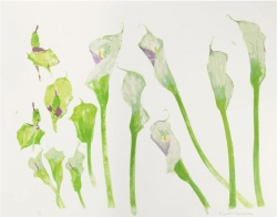 Arum Lilies Print by Elizabeth Blackadder