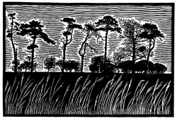 Scots Pines Print by James Dodds