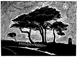 Night Trees Print by James Dodds