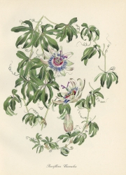 Passiflora Coerulea - English Garden Flowers Print by John Northcote Nash