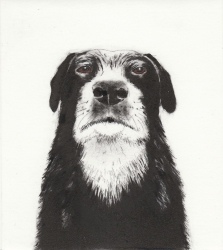 Boss Dog Print by Kay McDonagh