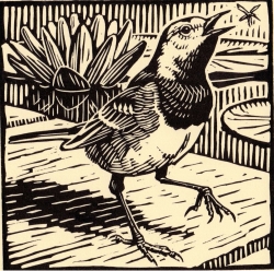 Pied Wagtail Print by Richard Allen