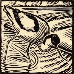 Avocet II Print by Richard Allen