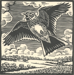 Skylark Print by Richard Allen