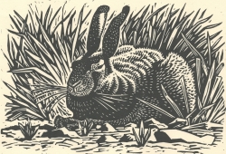 Snoozing Hare Print by Richard Allen