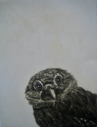 Surprise! Print by Sonia Rollo