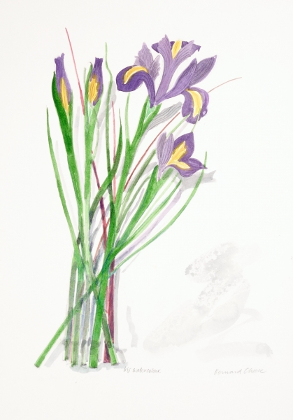 Iris Iris by Bernard Cheese RCA R.E. (1925 - 2013)
