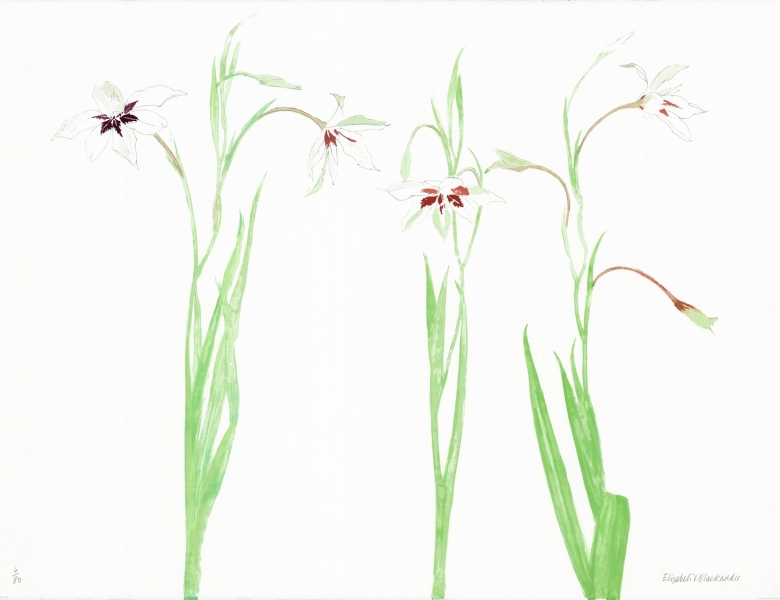 Gladioli Gladioli by Dame Elizabeth Blackadder DBE, RWS, RA, RSA (1931 - 2021)
