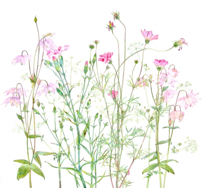 Aquilegia and Carnation by Helen Millar