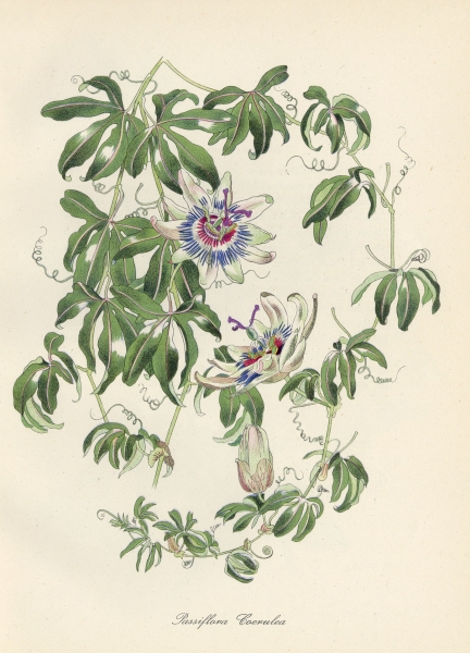 Passiflora Coerulea - English Garden Flowers Passiflora Coerulea - English Garden Flowers by John Northcote Nash CBE RA (1893 - 1977)