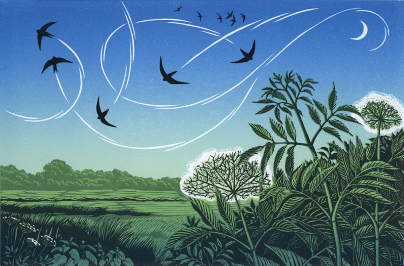 Crescent Swifts Crescent Swifts by Niki Bowers