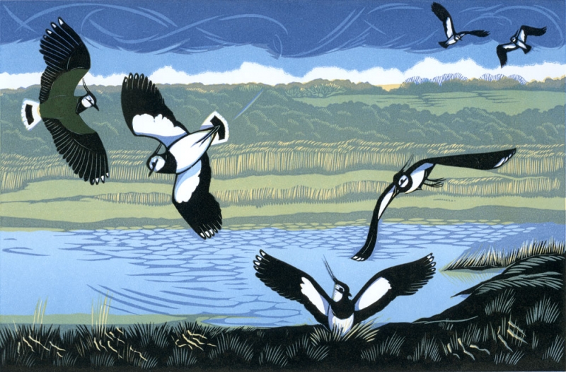 Spring Lapwings Spring Lapwings by Niki Bowers