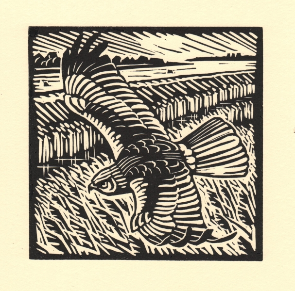 Marsh Harrier 2 Marsh Harrier 2 by Richard Allen (tbc)