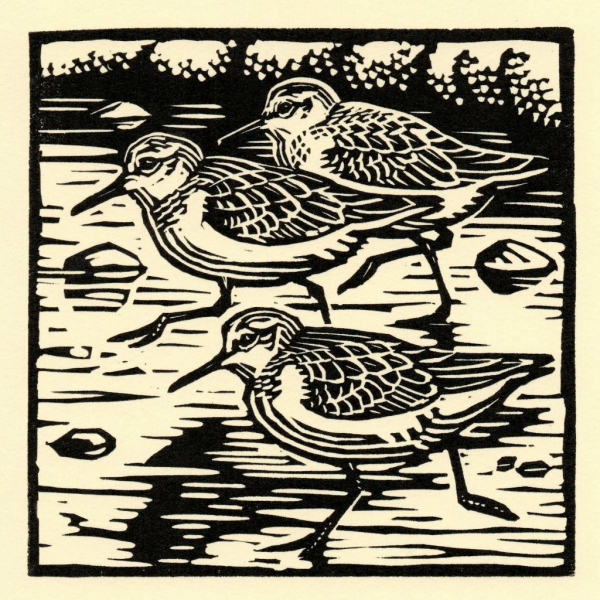 Sanderling Sanderling by Richard Allen (tbc)