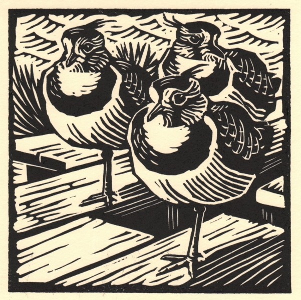 Lapwings Lapwings by Richard Allen (tbc)
