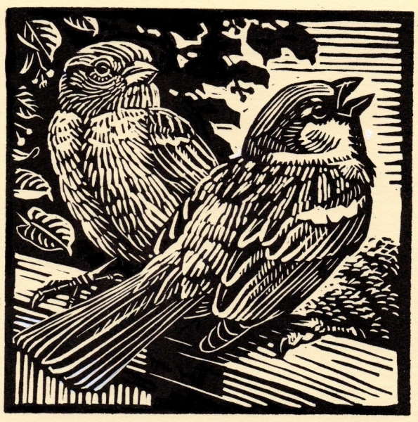 House Sparrows House Sparrows by Richard Allen (tbc)