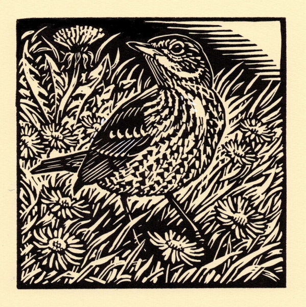 Song Thrush Song Thrush by Richard Allen (tbc)