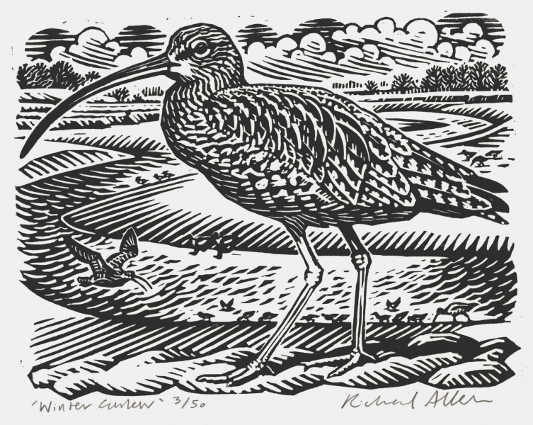 Winter Curlew Winter Curlew by Richard Allen (tbc)