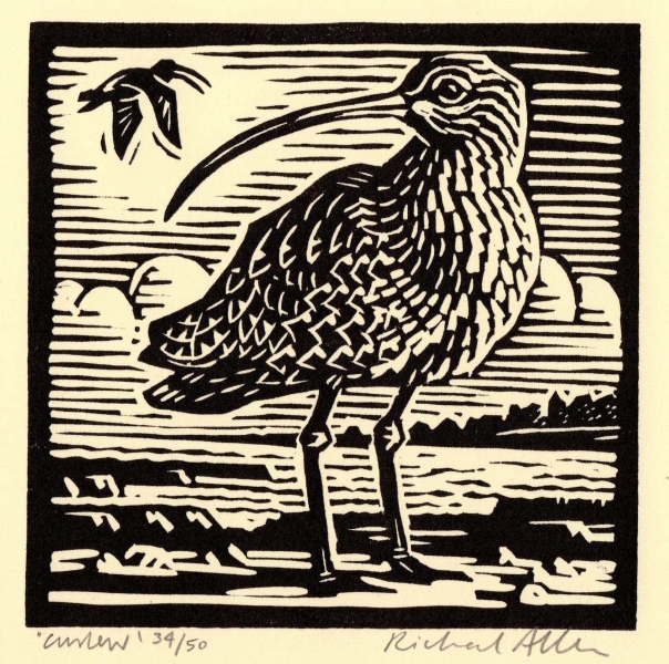 Curlew Curlew by Richard Allen (tbc)