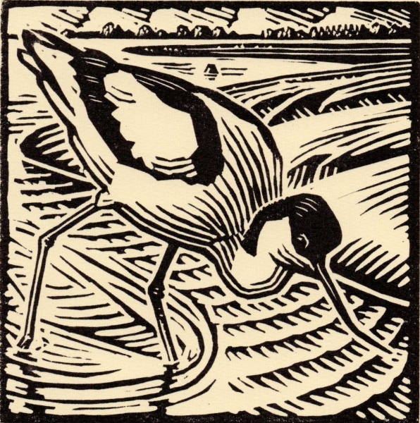Avocet II Avocet II by Richard Allen (tbc)