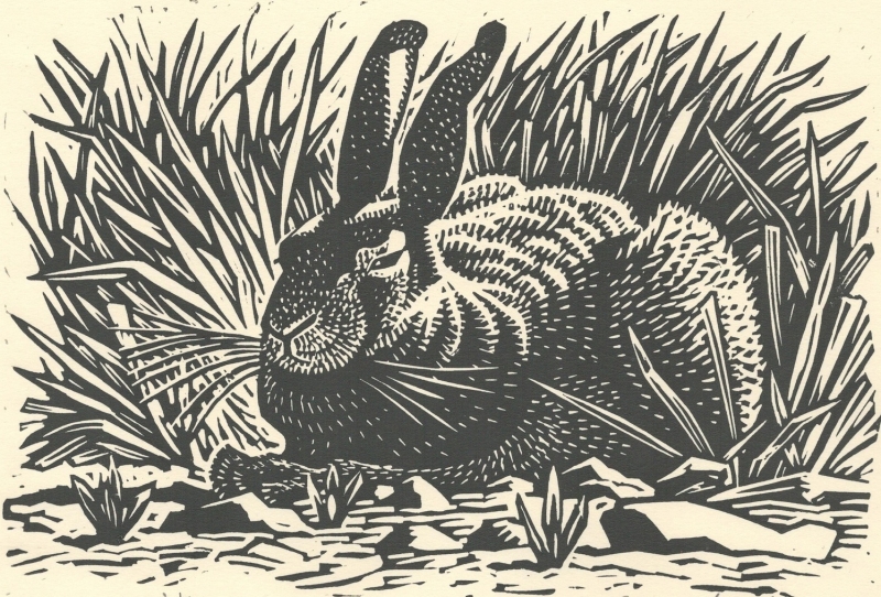 Snoozing Hare Snoozing Hare by Richard Allen (tbc)