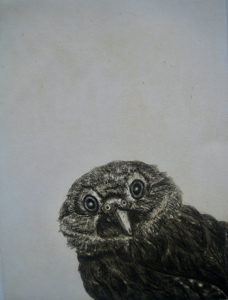 Surprise! by Sonia Rollo