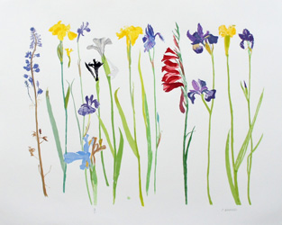 2 Wild Flowers by Elizabeth Blackadder 2 Wild Flowers by Elizabeth Blackadder