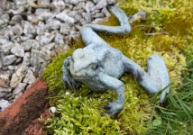 Frog by Adam Binder - click to enlarge Frog by Adam Binder