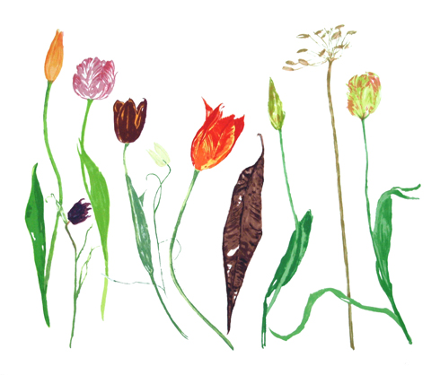 Tulips Tulips by Dame Elizabeth Blackadder DBE, RWS, RA, RSA (1931 - 2021)